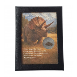 triceratops horridus (tooth)