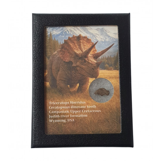 triceratops horridus (tooth)