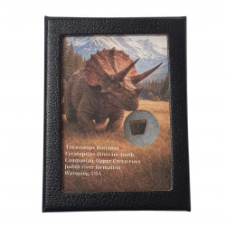 triceratops horridus (tooth)