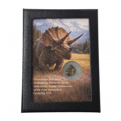 triceratops horridus (tooth)