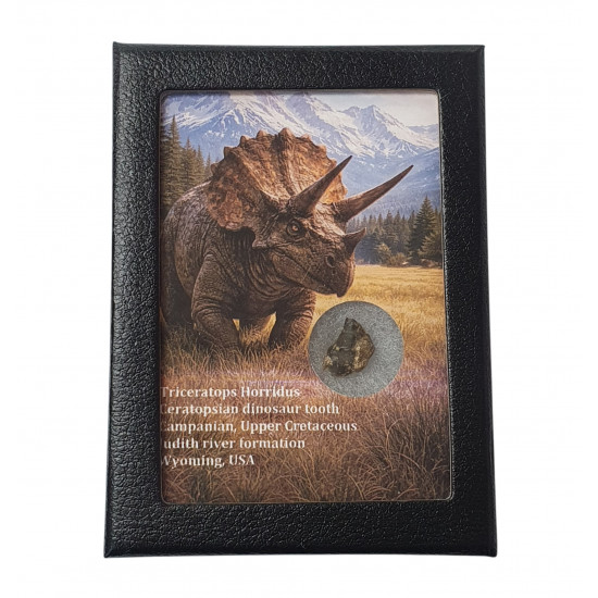 triceratops horridus (tooth)