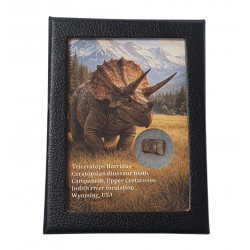 triceratops horridus (tooth)