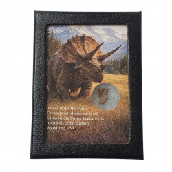 triceratops horridus (tooth)