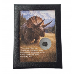 triceratops horridus (tooth)