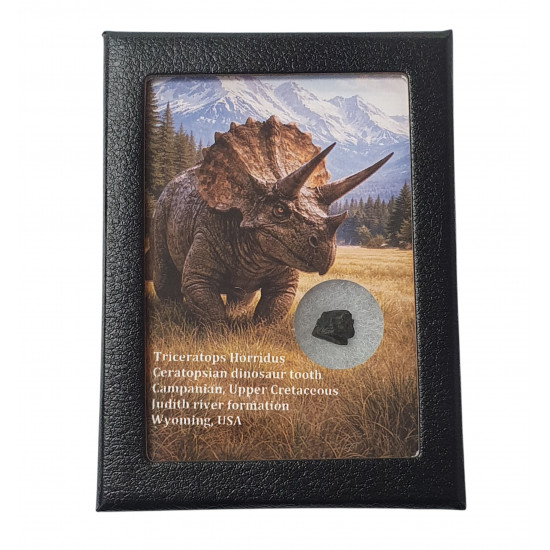 triceratops horridus (tooth)