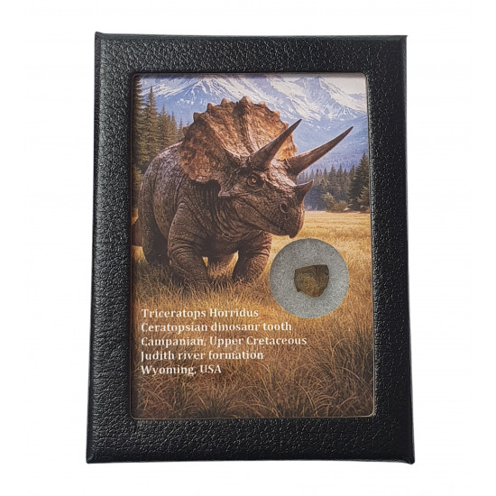 triceratops horridus (tooth)