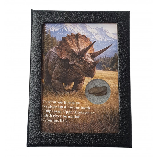 triceratops horridus (tooth)