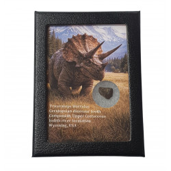 triceratops horridus (tooth)