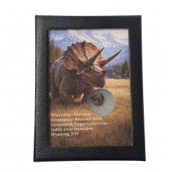 triceratops horridus (tooth)