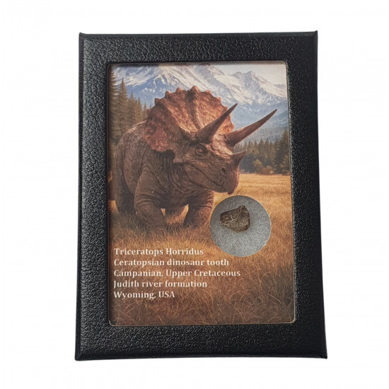 triceratops horridus (tooth)