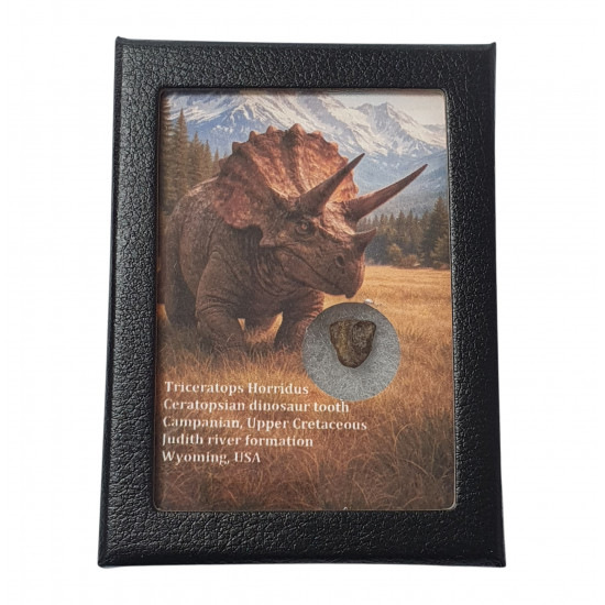 triceratops horridus (tooth)