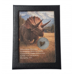 triceratops horridus (tooth)