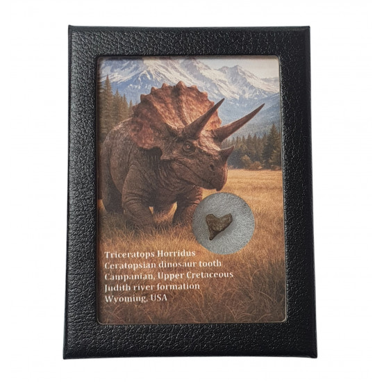 triceratops horridus (tooth)