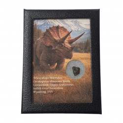 triceratops horridus (tooth)