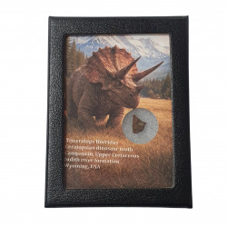 triceratops horridus (tooth)