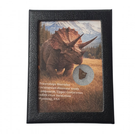 triceratops horridus (tooth)