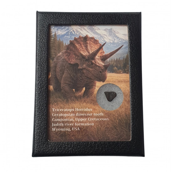 triceratops horridus (tooth)