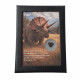 triceratops horridus (tooth)