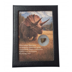 triceratops horridus (tooth)
