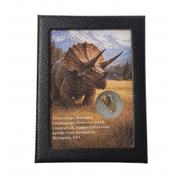 triceratops horridus (tooth)