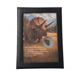 triceratops horridus (tooth)
