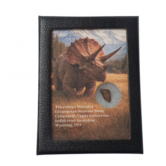 triceratops horridus (tooth)