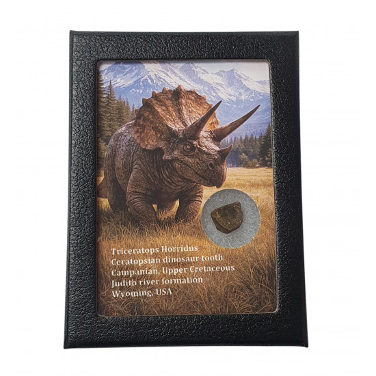 triceratops horridus (tooth)