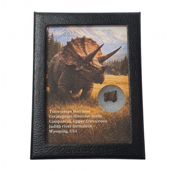 triceratops horridus (tooth)