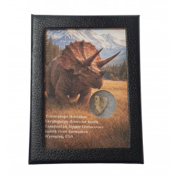 triceratops horridus (tooth)