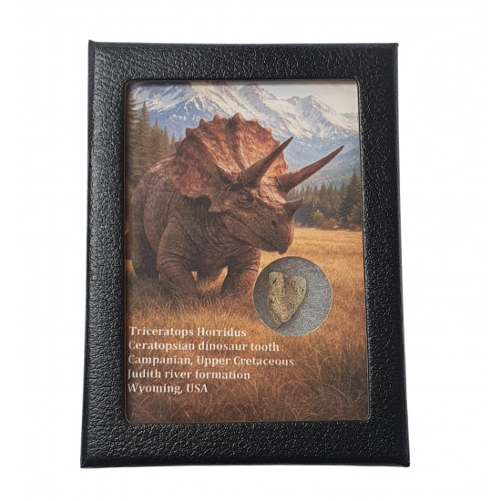 triceratops horridus (tooth)