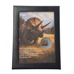 triceratops horridus (tooth)