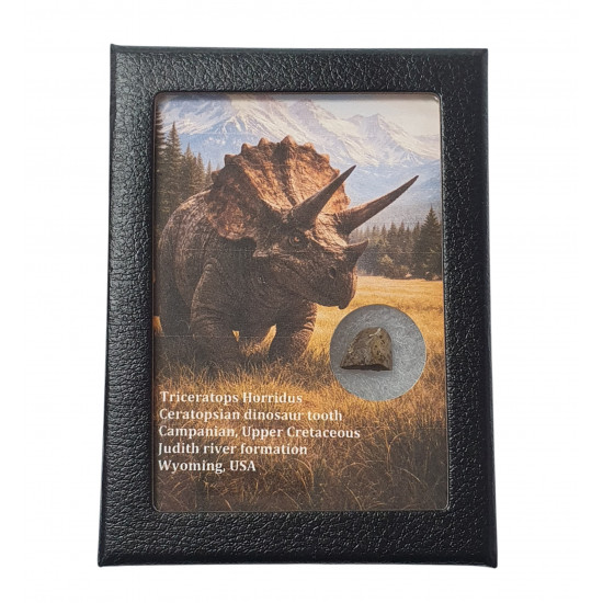 triceratops horridus (tooth)