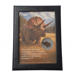 triceratops horridus (tooth)