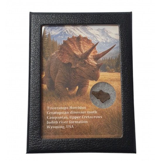 triceratops horridus (tooth)