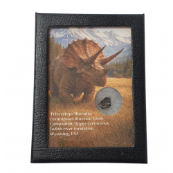 triceratops horridus (tooth)