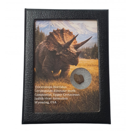 triceratops horridus (tooth)
