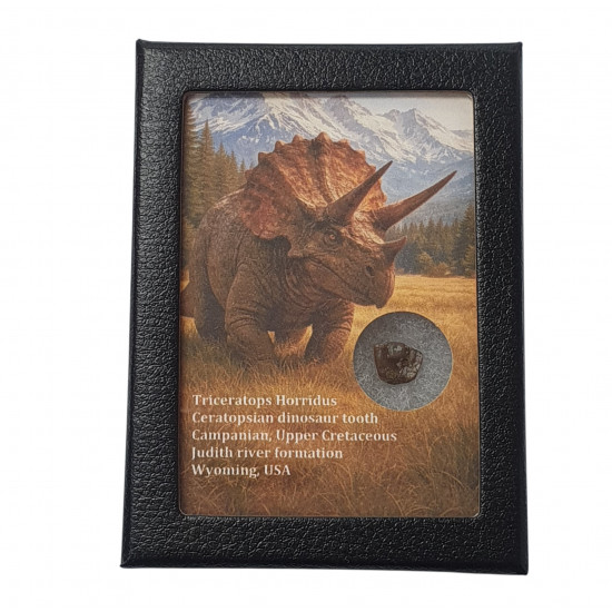 triceratops horridus (tooth)