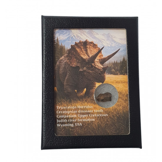 triceratops horridus (tooth)
