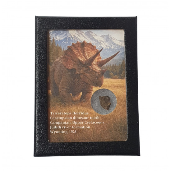 triceratops horridus (tooth)