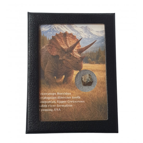 triceratops horridus (tooth)