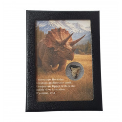 triceratops horridus (tooth)