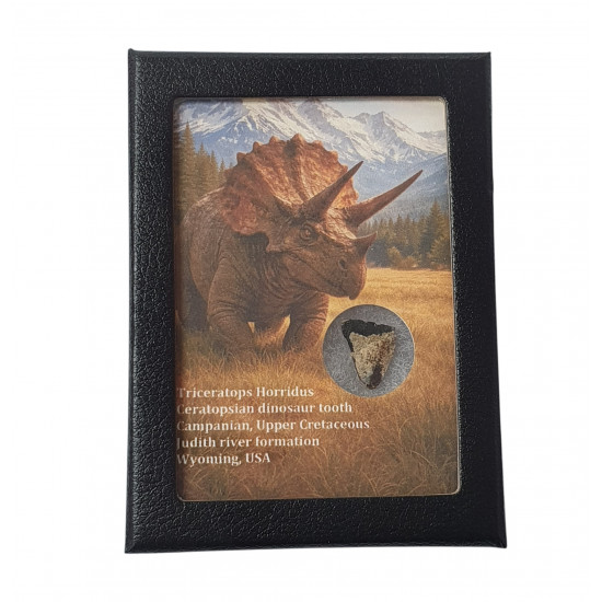 triceratops horridus (tooth)