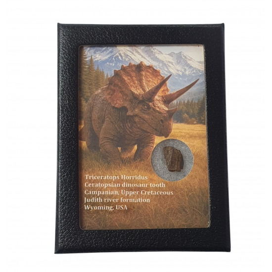 triceratops horridus (tooth)