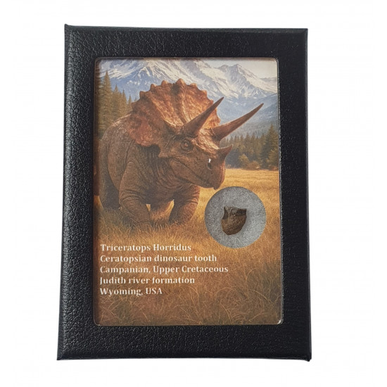 triceratops horridus (tooth)