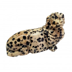 dog dalmatian jasper