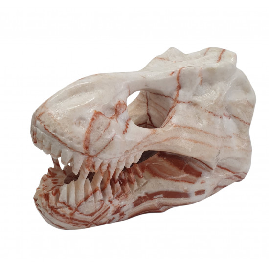 Tyrannosaurus skull marble