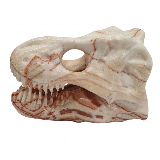 Tyrannosaurus skull marble