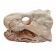 Tyrannosaurus skull marble