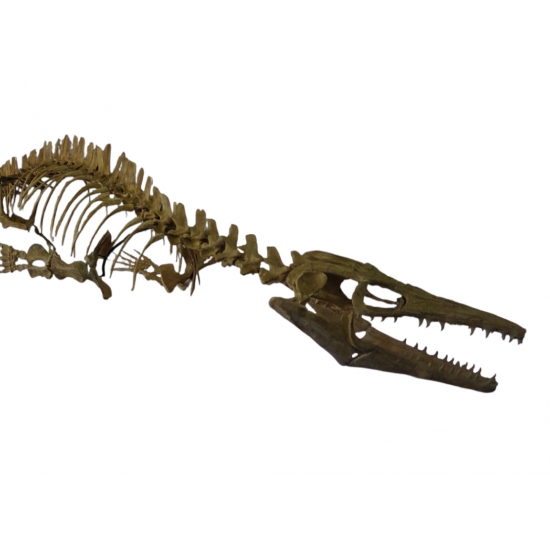Mosasaur halisaurus arambourgi skeleton