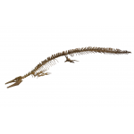 Mosasaur halisaurus arambourgi skeleton
